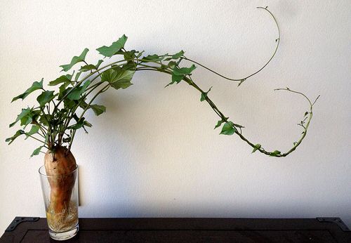 top Plants You Could Grow in a Water Garden Indoors
