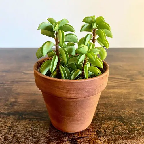 Peperomia cultivars suitable for indoor gardening