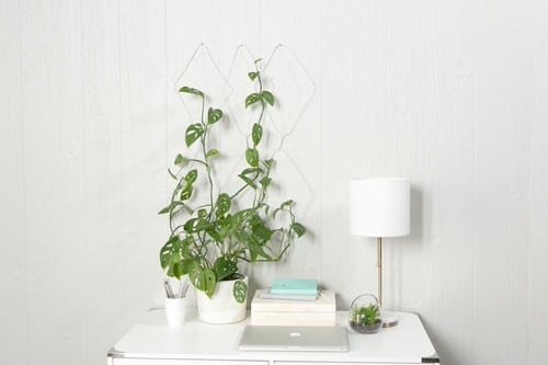 Trailing Plant Wall Hanger