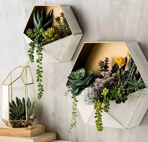 Trailing Plants in Pentagon Hanging Boxes
