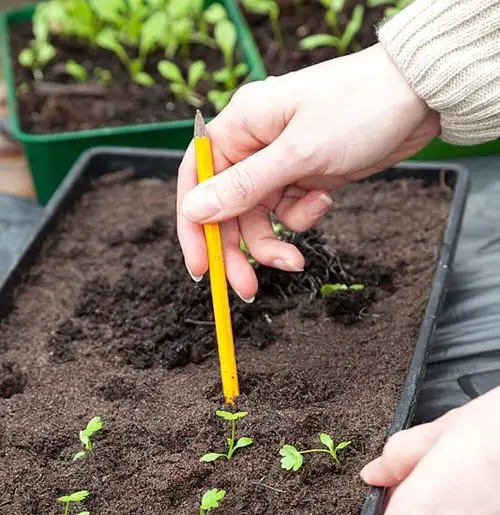Transplant Seedlings