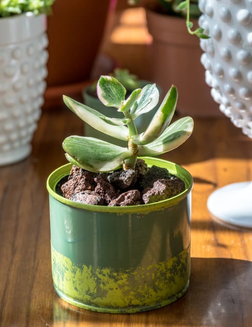 Succulents White That You Can Grow