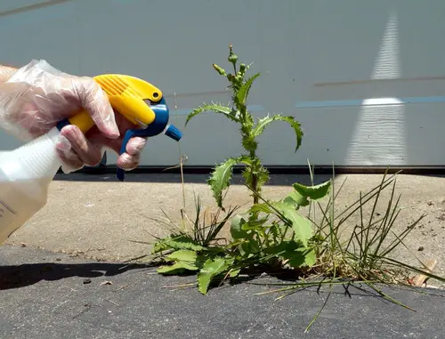 Use Lemon Juice for plant