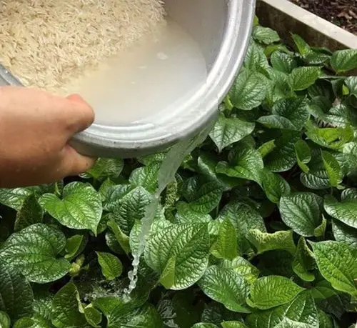 Using Rice Water for Plants