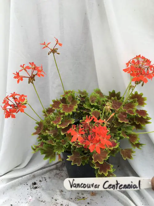Amazing Beautiful Geranium Types