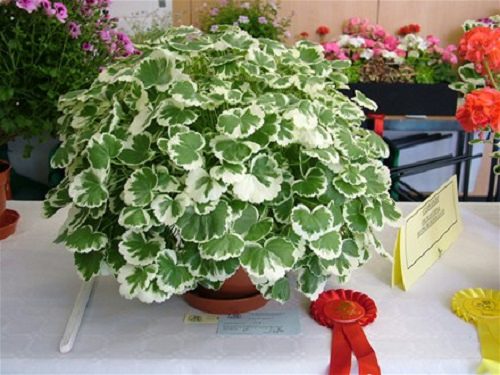 top Beautiful Geranium Types