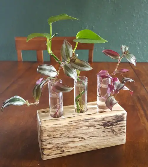 top Plants You Could Grow in a Water Garden Indoors
