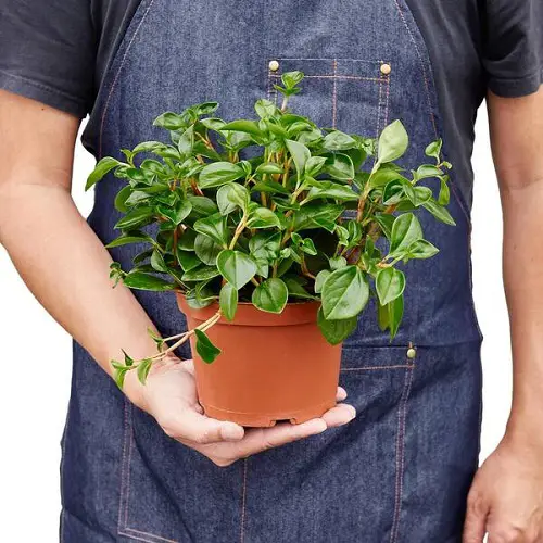 lovely Top Peperomia Types