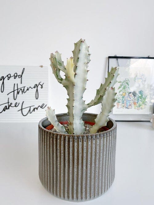 Succulents White That You Can Grow