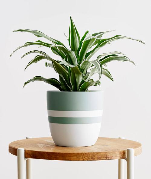 beautiful Plants Resembling the Birkin Philodendron