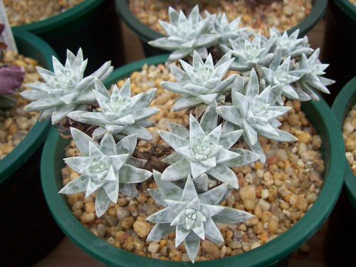 Succulents White 