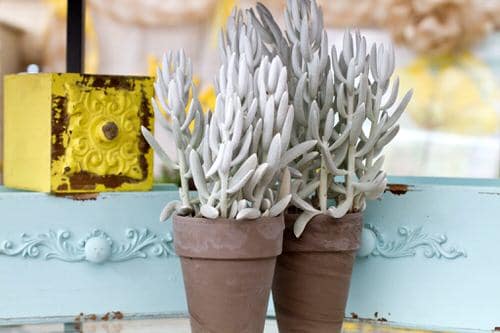 top White Succulents You Can Grow