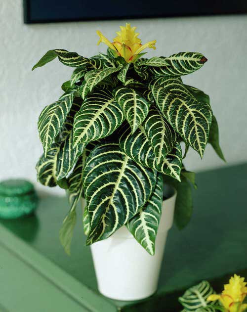 best Indoor Plants that Produce Unusually Gorgeous Flowers