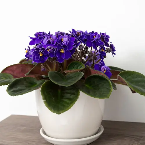 house Plants that are as Beautiful as Flower Bouquets 4