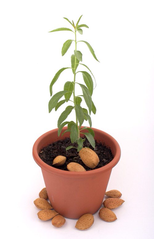 top Best Nuts You Can Grow in Pots