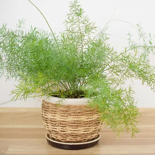 Lovely Ferns for Houses