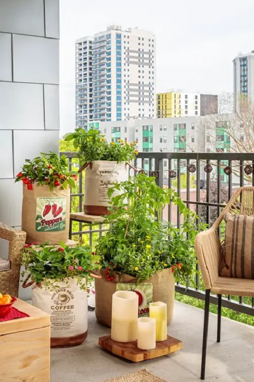 Container Vegetable Garden on the Balcony