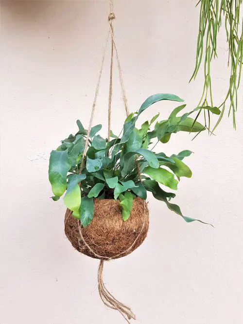 top Beautiful Ferns for Homes