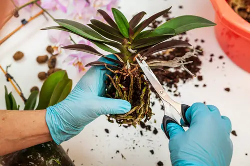 Cut Back Dead and Decaying Roots