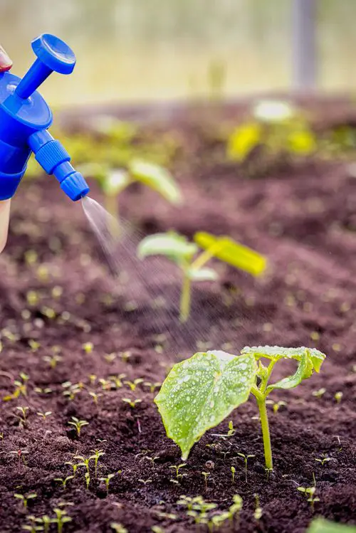 Castor Oil Uses in the Garden Natural Bug Repellent