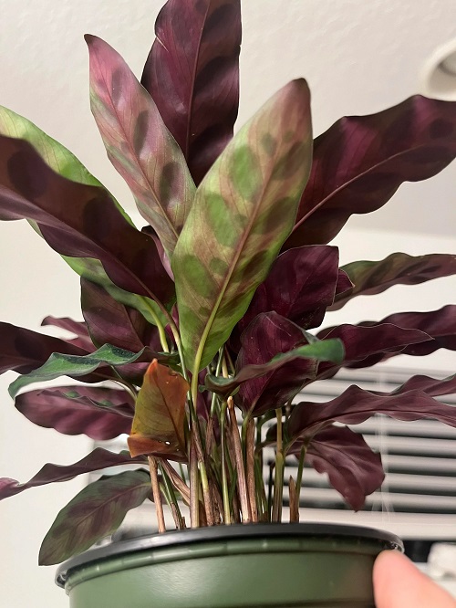 Calathea plant leaves fading color