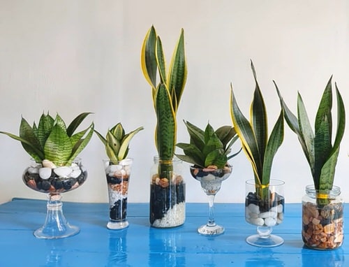 Where to Keep Water-Grown Snake Plants