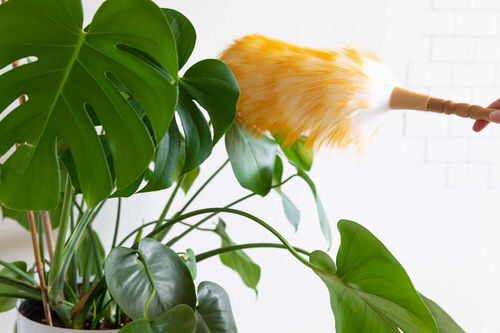best Tips to Clean Your Houseplants