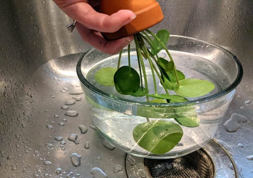 top Tips to Clean Your Houseplants 3