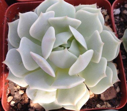 Best White Succulents 