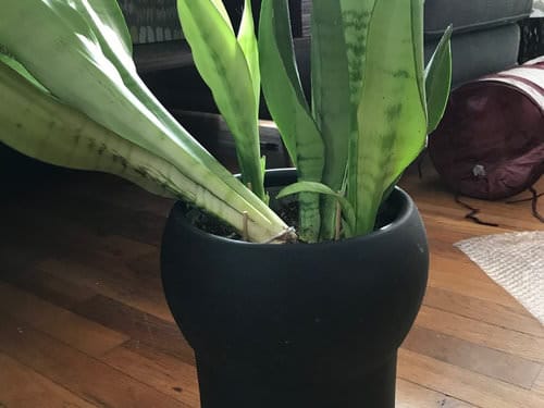 How to fix snake plant common problems 4