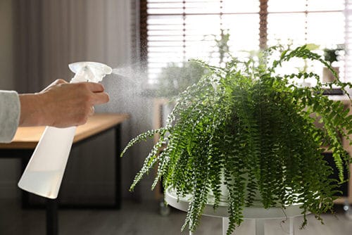 Revive Ferns