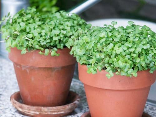 Abundant harvest of fresh veggies, all season long! 24