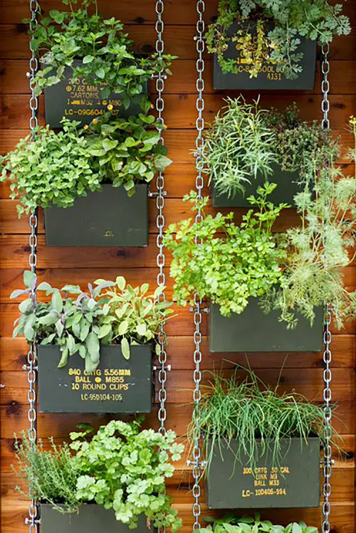 Vertical Gardening with Ammunition Cans