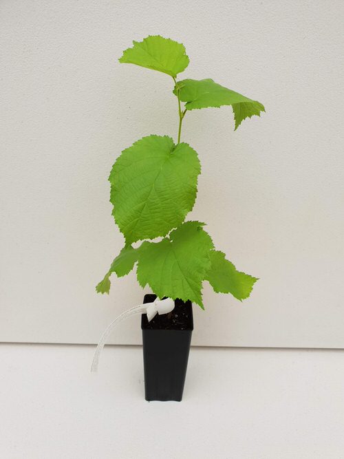 best Best Nuts You Can Grow in Pots