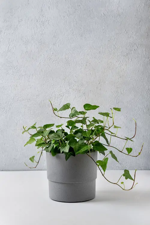English Ivy-Plants that Grow Without Sunlight