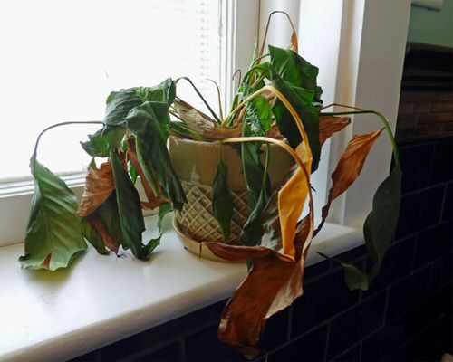 How to Check Root Rot