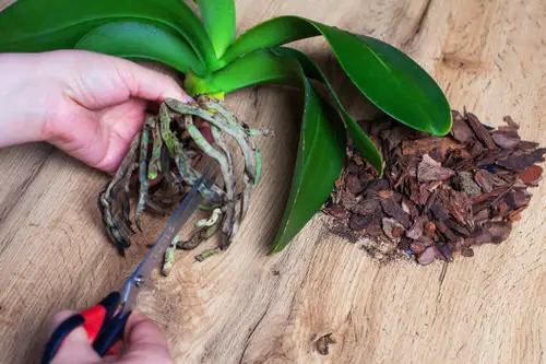 How to Treat Root Rot