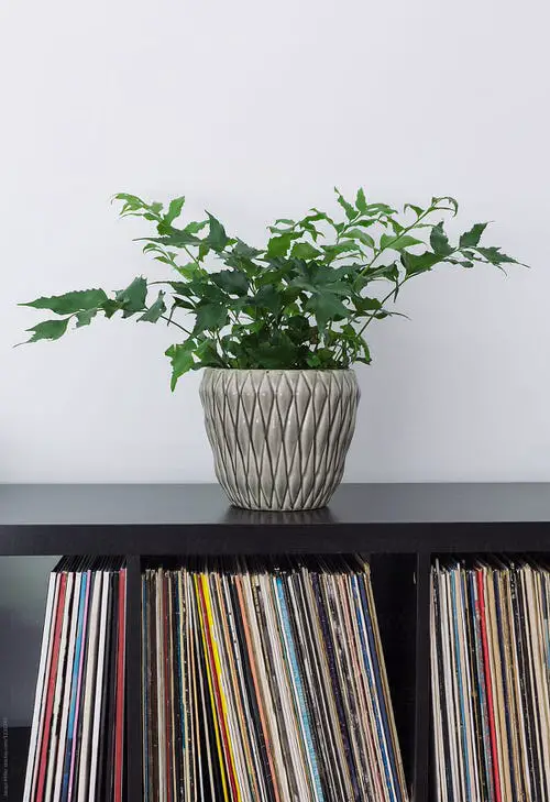top Most Beautiful Ferns for Homes