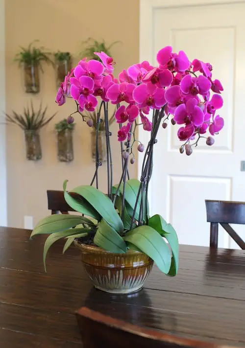 Beautiful indoor plants that rival flower arrangements