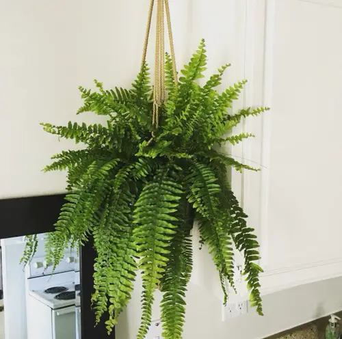 top Best Indoor Ferns