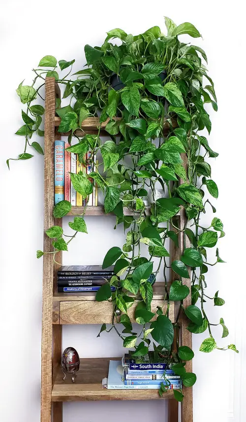 Pothos on a Ladder