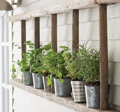 Ladder on Wall to Display Herbs and Other Plants