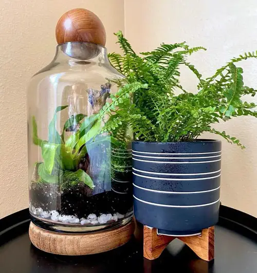 Most Beautiful Ferns for Homes