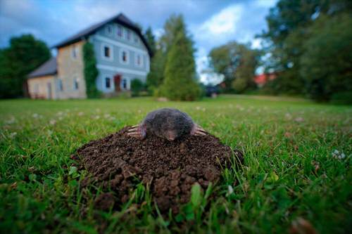 Castor Oil Uses in the Garden Mole Repellent