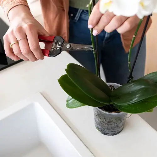Propagating Orchids at Home 2