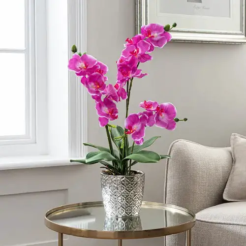 How to Multiply Orchids - The Right Time
