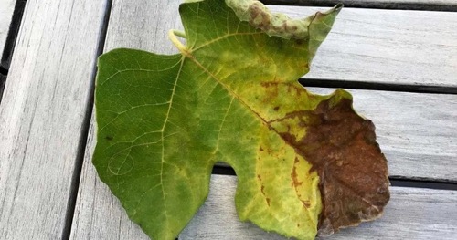 What Causes Nitrogen Toxicity