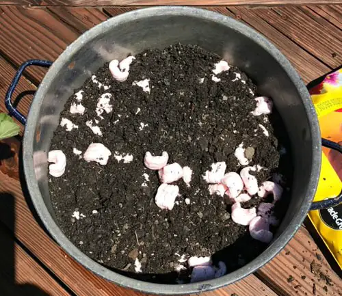 Strange Plant Tricks for Clever Gardeners Use Packing Peanuts
