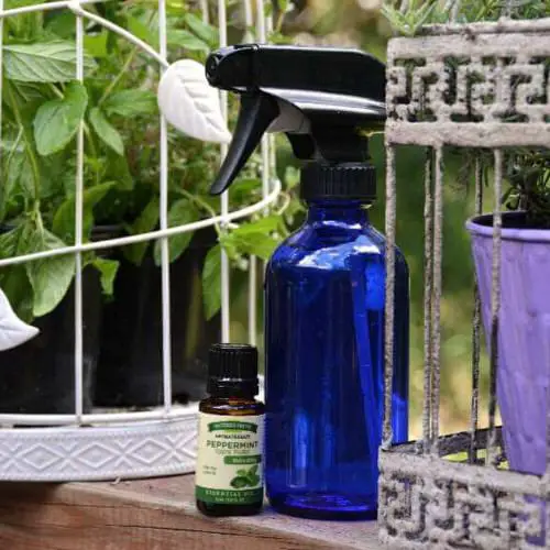 Ant Killer Recipes for the Garden Peppermint Extract