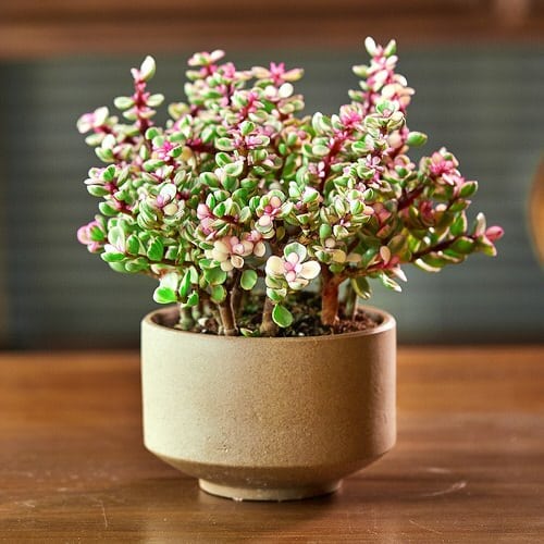 best Beautiful New Growth on Indoor Plants
